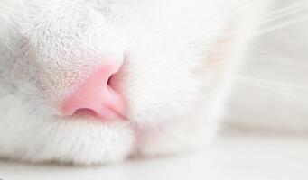 Cute feline pink nose macro close-up, White cat, kitten with a mustache. Great concept for greeting photo
