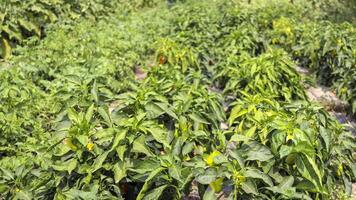 A bushs of sweet green pepper growing in the garden under the sun, the concept of organic growing of vegetable plants in an open field. photo