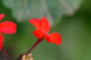 Bright red flower petals bloom against a soft green background in a serene garden setting during spring photo