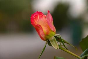 Beautiful rose bud showcasing vibrant colors during a serene afternoon in a garden setting photo