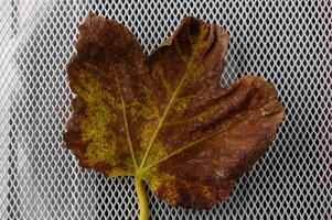 Vibrant brown leaf resting on a textured mesh background in soft natural light photo