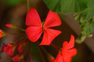 Vibrant red flowers bloom softly in a tranquil garden during a sunny afternoon in spring photo