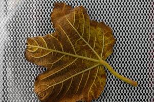 Intricate patterns of a fallen leaf resting on a fine mesh surface in autumn light photo