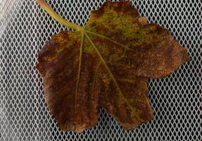 Autumn leaf resting on a metallic surface reflecting nature transition and rich colors photo