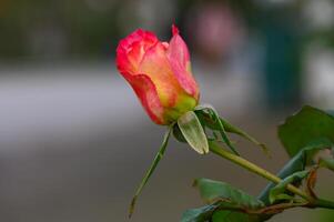 Vibrant rose blooms amidst greenery in a peaceful garden setting during the afternoon light photo