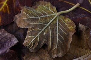 Intricate patterns of autumn leaves captured on a vibrant forest floor photo