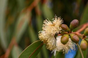 Exploring delicate blooms of eucalyptus trees in a tranquil natural setting photo