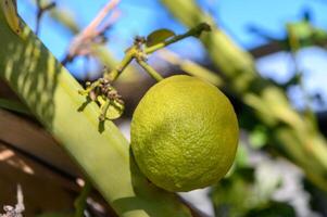 Fresh lime hanging from a vibrant green vine under a clear blue sky in a sunny garden photo