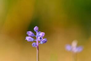 Delicate purple flowers bloom against a softly blurred background in a tranquil garden setting during early spring photo