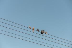 Birds perched on power lines under a clear blue sky at dawn creating a serene urban atmosphere photo