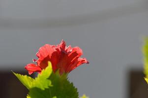 Bright red flower gracefully blooming against a softly blurred background in a sunny garden setting photo