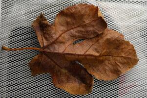 Captivating autumn leaf resting on a delicate mesh surface under soft natural light photo
