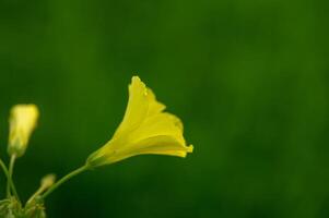 Bright yellow flower blossoms against a lush green backdrop in the heart of spring awakening nature photo