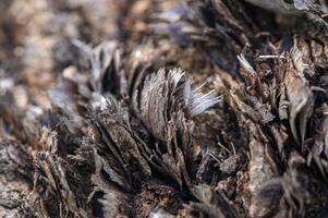 Captivating close-up of textured wood fibers under soft light in a forest setting photo