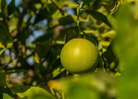 Lush citrus grove showcasing a single ripe lime during a sunlit afternoon. photo