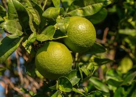 Lush green citrus fruits hanging from a vibrant tree on a sunny day in a garden. photo
