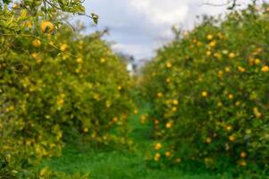 Lush citrus grove bursting with ripe oranges under a soft, overcast sky in early autumn photo