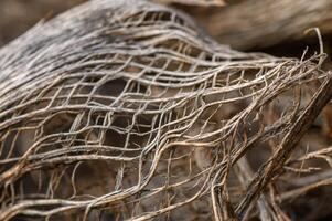 Intricate patterns of weathered wood and fibers captured in natural light during an afternoon in the forest photo