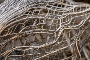 Intricate patterns of nature's roots weaving through earthy textures in an untouched wilderness landscape photo