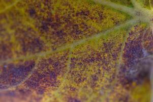 Detail of a textured leaf reflecting autumn's vibrant hues and intricate patterns in natural light photo