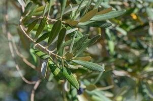 Olive tree branches sway gently in the warm Mediterranean breeze during midday. photo