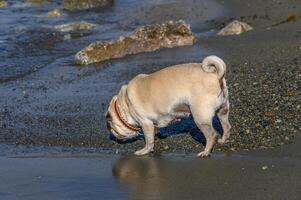 Pug exploring sandy beach with gentle waves and glistening sun on a calm afternoon photo