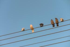 Birds perched on power lines against a clear blue sky during a serene afternoon photo