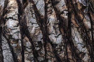Textures of ancient bark reveal nature's intricate patterns in an enchanted forest photo