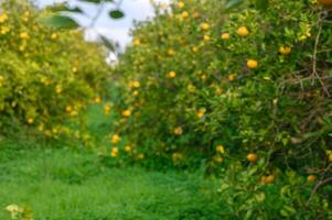Vibrant citrus groves under a bright sky invite leisurely strolls among ripe fruits photo