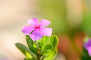 Blooming pink flower captures the essence of spring in a vibrant garden setting photo