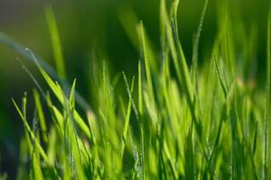 Lush green grass swaying gently in the warm sunlight of a peaceful afternoon garden. photo