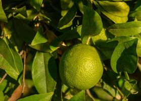 Vibrant green lime hanging from lush foliage in a sunlit garden. photo