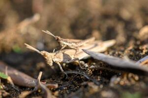 Unique courtship dance of grasshoppers in a lush garden at sunrise photo