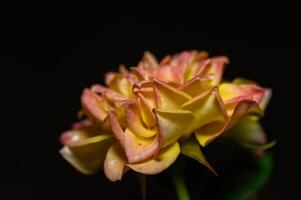 Vibrant rose blooms softly lit against a dark background in a delicate floral display. photo
