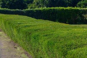 Lush green lawn curving along the pathway in a serene outdoor setting under bright sunlight. photo