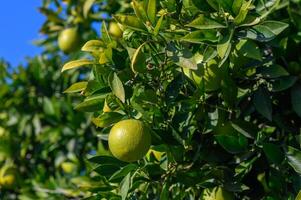 Fresh green oranges growing on a sunny tree amidst vibrant green leaves. photo
