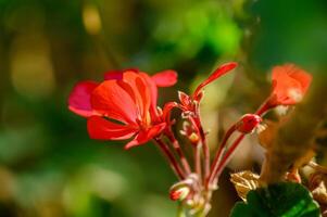 Vibrant red geranium blooms glowing in the sunlight of a tranquil garden setting photo
