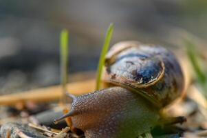 Gentle snail traverses a lush patch of grass on a serene afternoon in nature photo
