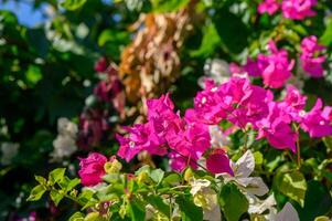 Vibrant bougainvillea blooms create a stunning backdrop in a lush garden on a sunny day photo