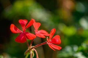 Vibrant red geraniums bloom under the warm sun in a lush garden filled with greenery photo