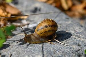 Snail slowly traverses a rocky surface in the gentle warmth of a sunny afternoon photo