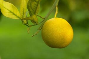 Vibrant citrus fruit hanging on a lush tree branch in a sunny garden, a symbol of nature abundance photo