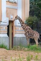 Giraffe standing in front of trees photo