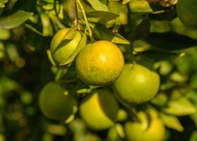 Vibrant citrus fruits hanging on lush green branches in a sunny orchard. photo