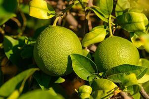 Fresh green citrus fruits hanging from a vibrant tree in sunny orchard during harvest season. photo