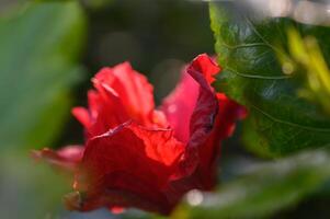 Vibrant red flower blooms amidst lush greenery in a sunlit garden during a serene afternoon photo
