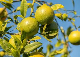 Freshly grown green oranges hanging on a tree in bright sunlight during a clear afternoon. photo