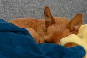 Cozy dog sleeping peacefully on a blanket in a warm and inviting living room environment photo