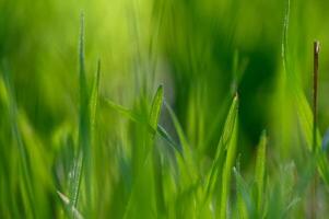 Lush green grass swaying gently in the warm afternoon breeze under a clear sky. photo