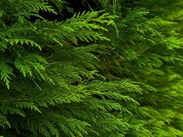 Dense green foliage of a cypress tree with vibrant leafy texture photo
